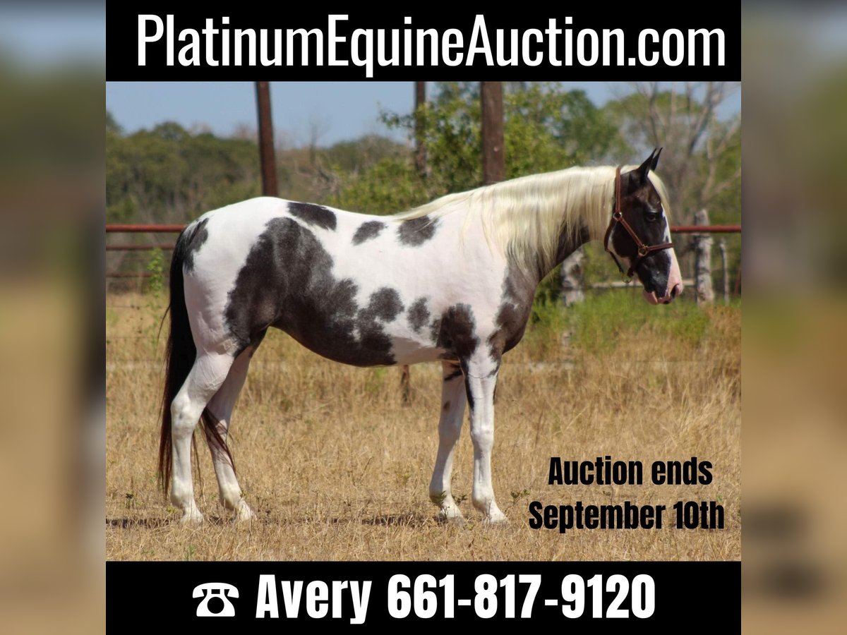 Spotted Saddle Horse Jument 15 Ans Noir in Stephenville, TX