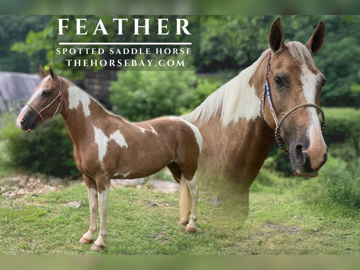 Spotted Saddle Horse Klacz 12 lat 147 cm Izabelowata in Princeton, WV