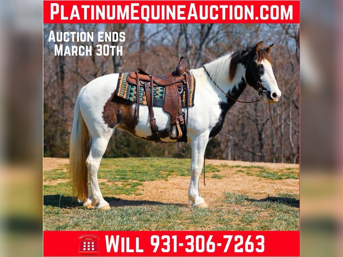Spotted Saddle Horse Mare 11 years 15,2 hh Tobiano-all-colors in Hampshine TN