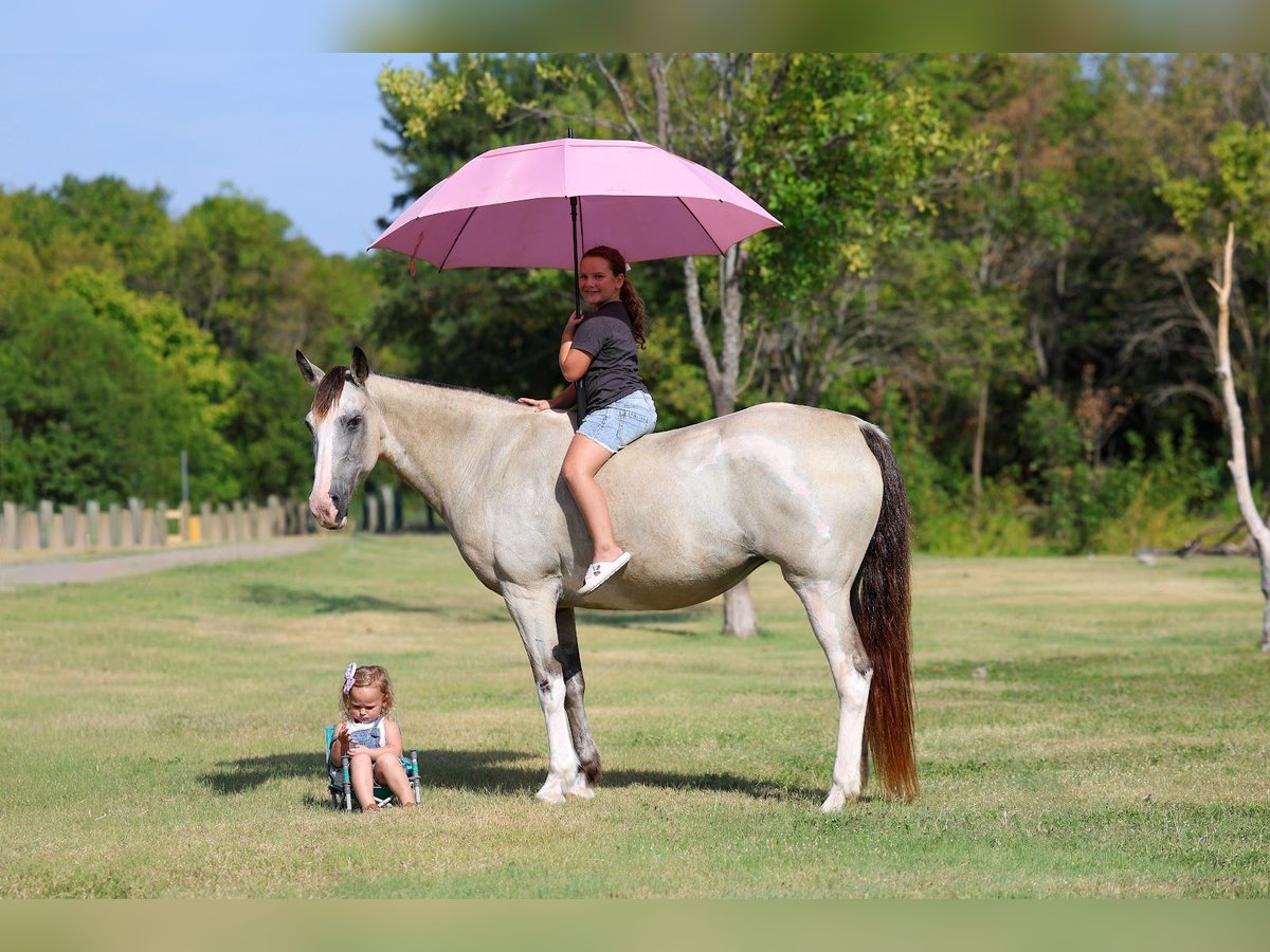 Spotted Saddle Horse Mare 16 years Tobiano-all-colors in Forney