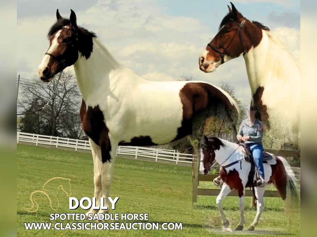 Spotted Saddle Horse Mare 5 years 15 hh in Lewisburg