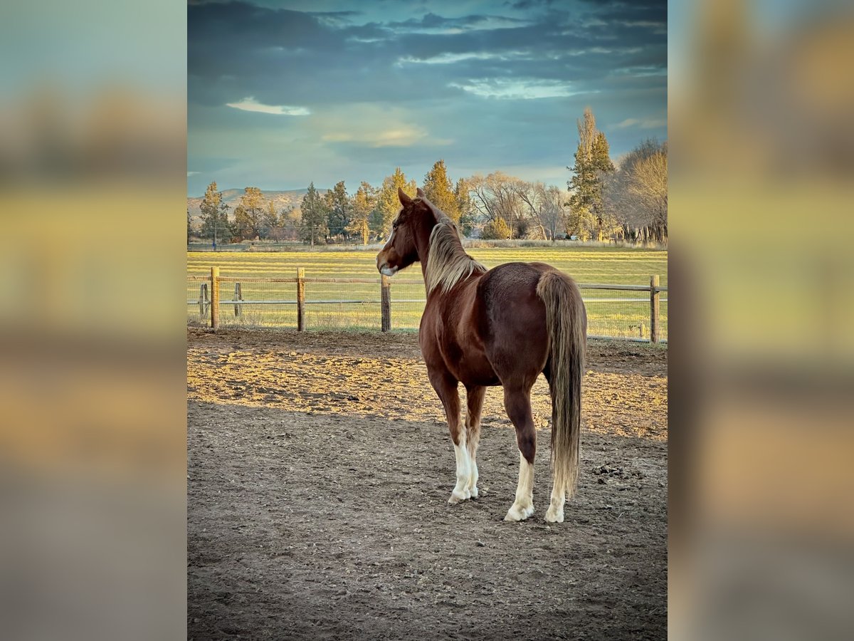 Spotted Saddle Horse Mare 8 years 15 hh Chestnut in Terrebonne