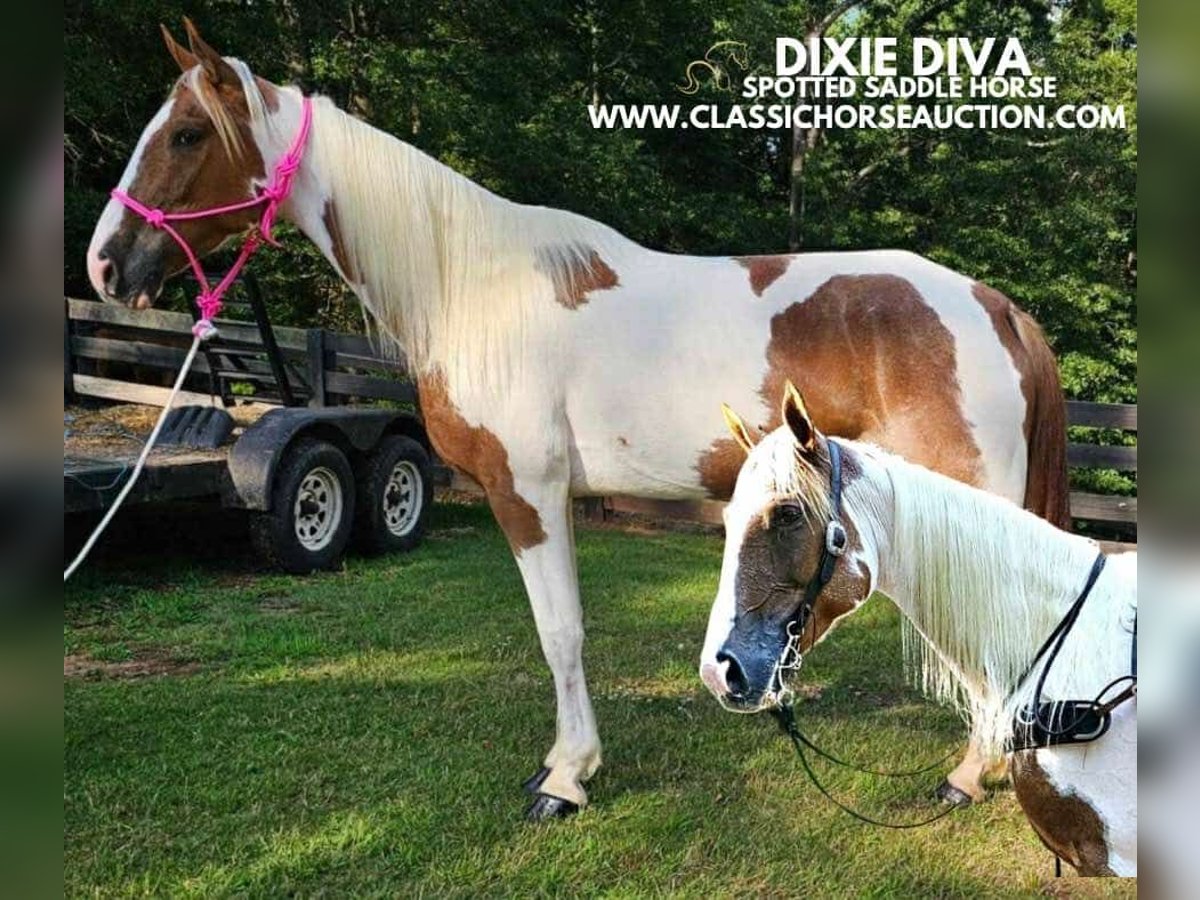 Spotted Saddle Horse Mare 9 years 15 hh Tobiano-all-colors in Otis Orchards, WA