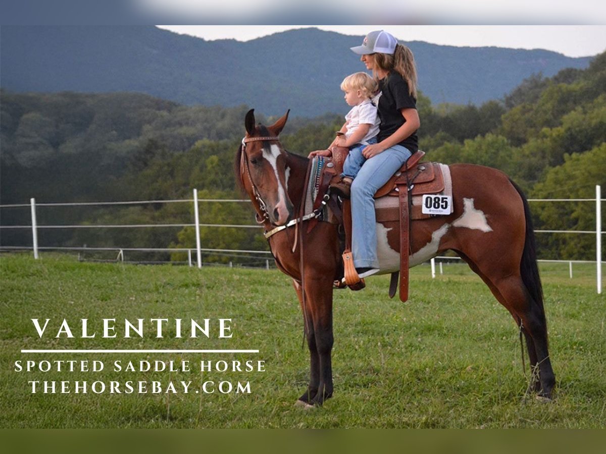 Spotted Saddle Horse Merrie 7 Jaar 152 cm Roodbruin in Princeton, NC Spotted Saddle Horse Merrie 7 Jaar 152 cm Roodbruin in Princeton, NC