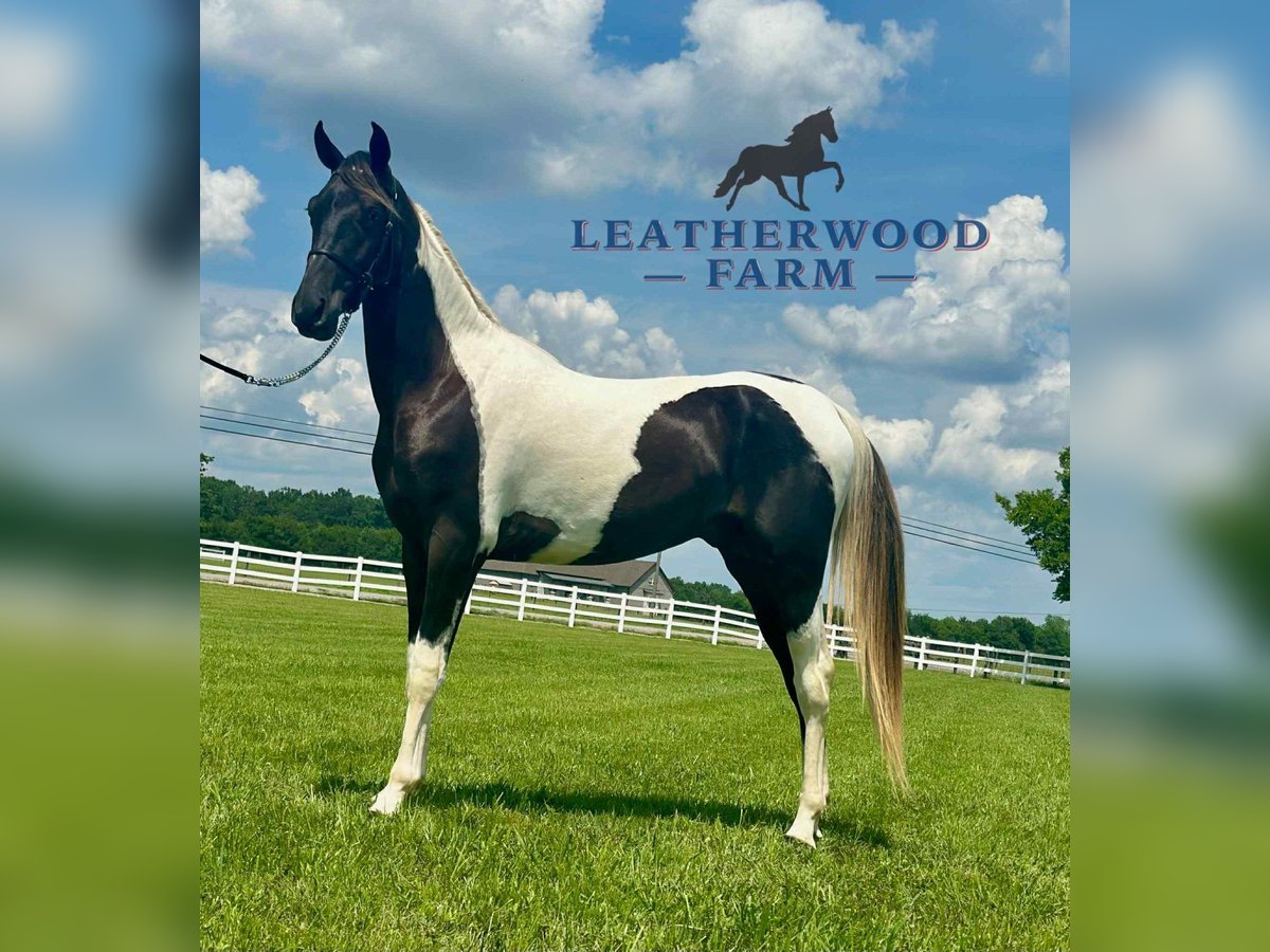 Spotted Saddle Horse Ogier 2 lat 152 cm Tobiano wszelkich maści in Lewisburg, TN