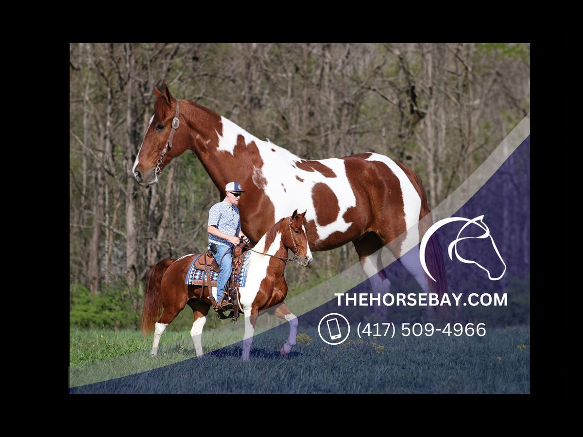 Spotted Saddle Horse Ruin 12 Jaar 160 cm Donkere-vos in Parkers Lake, KY