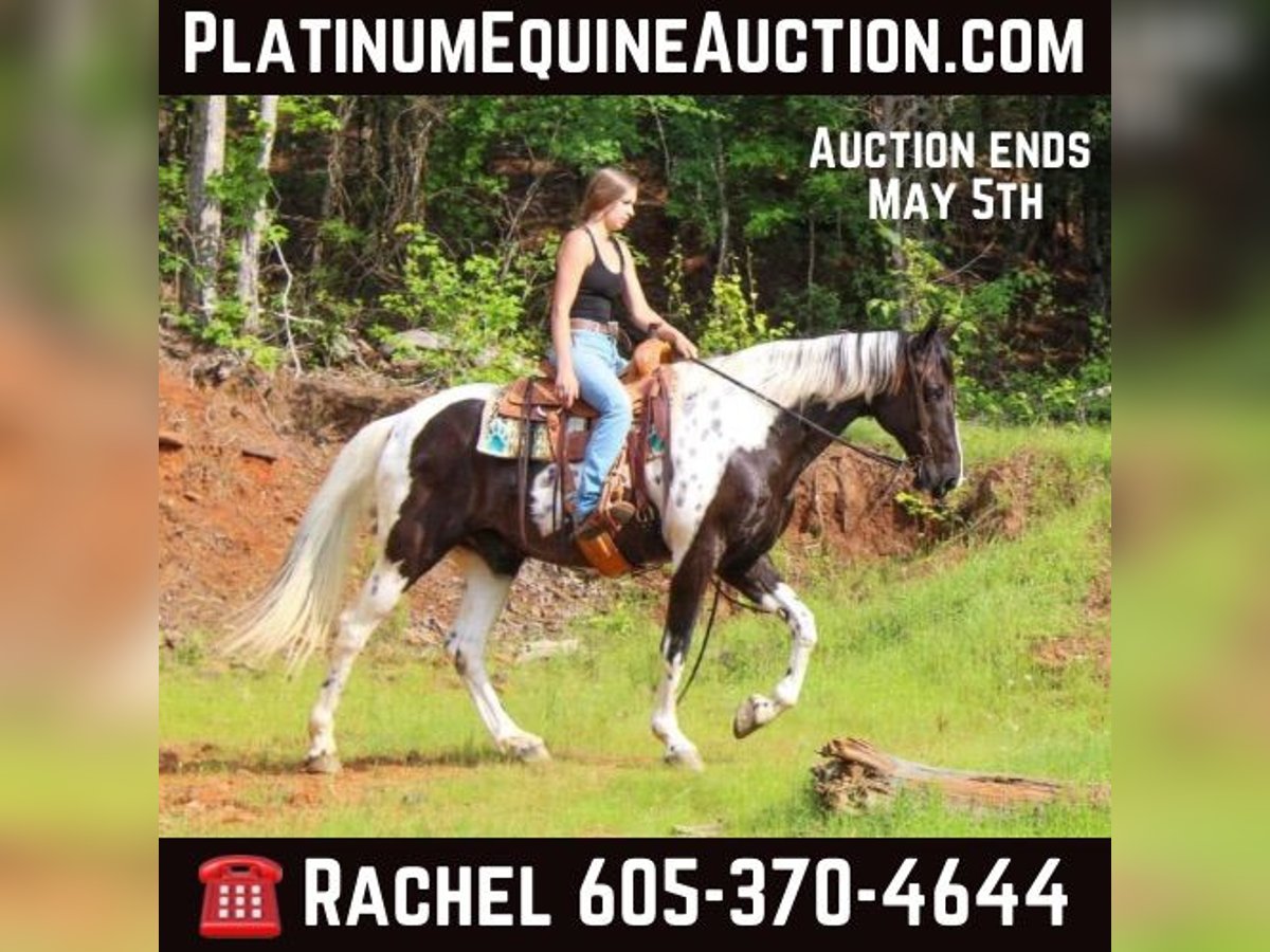 Spotted Saddle Horse Ruin 12 Jaar 165 cm Tobiano-alle-kleuren in Rusk TX