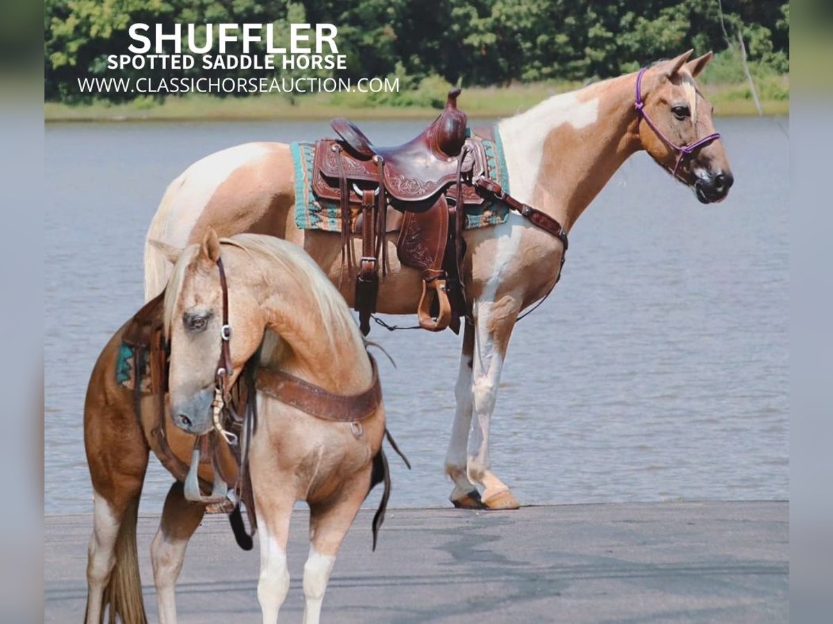 Spotted Saddle Horse Ruin 13 Jaar 142 cm in Gerald, MO