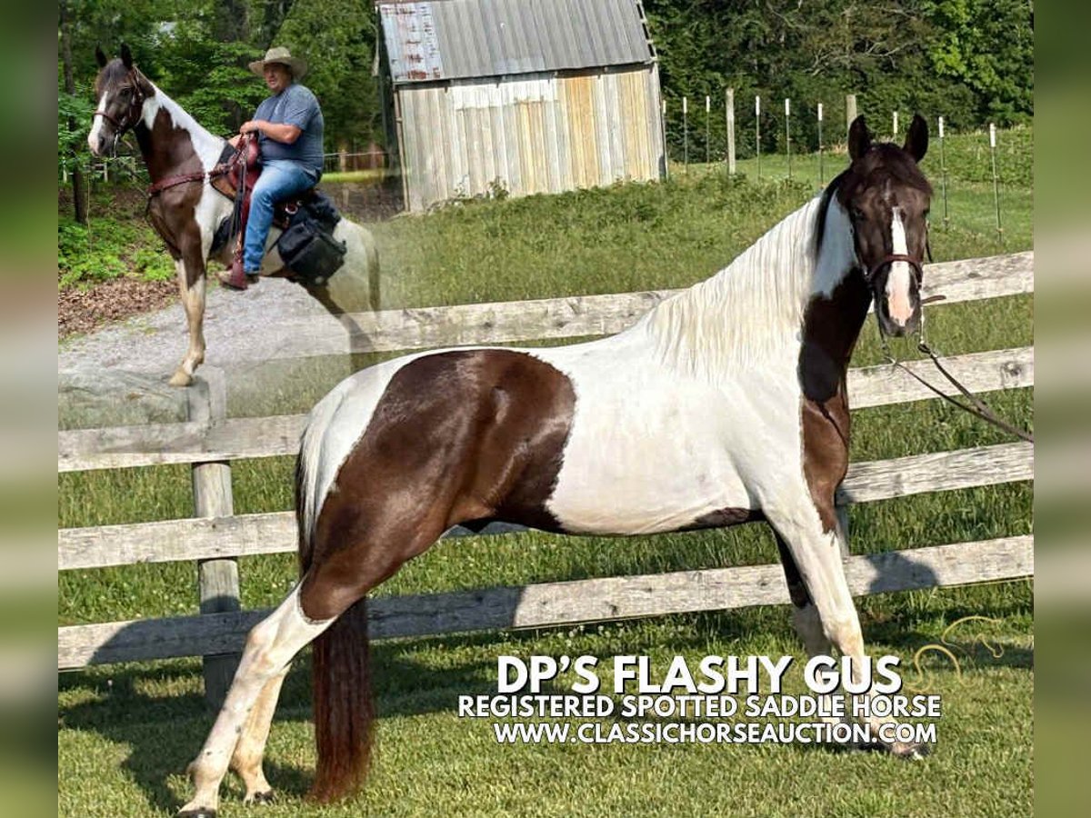 Spotted Saddle Horse Ruin 3 Jaar 152 cm Tobiano-alle-kleuren in Campbellsville, KY