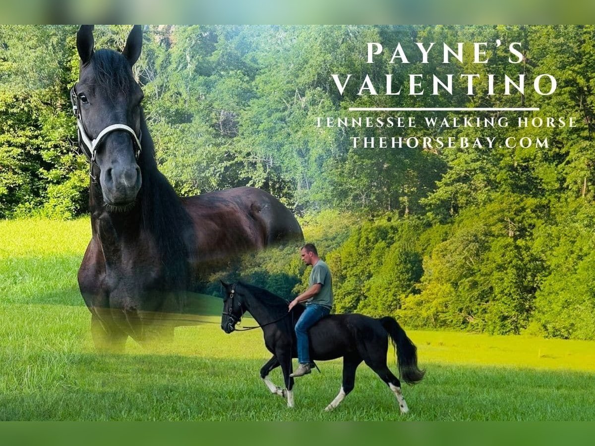 Spotted Saddle Horse Ruin 4 Jaar 155 cm Tobiano-alle-kleuren in Rockholds, KY