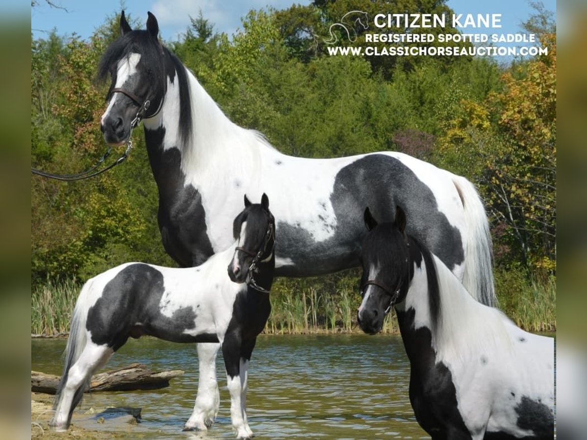 Spotted Saddle Horse Ruin 8 Jaar 152 cm Tobiano-alle-kleuren in Hustonville, KY