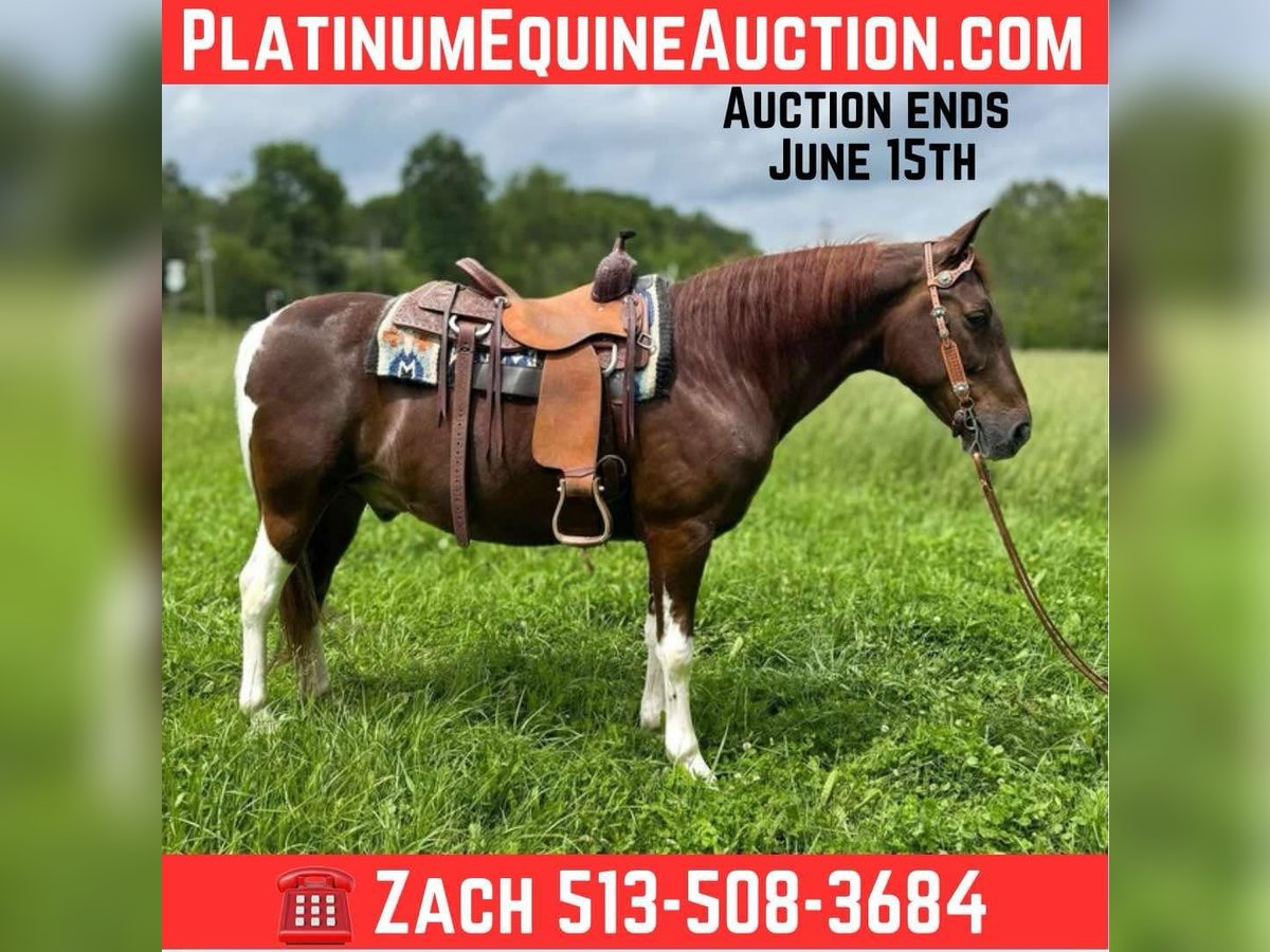 Spotted Saddle Horse Ruin 8 Jaar 152 cm Tobiano-alle-kleuren in Moscow OH