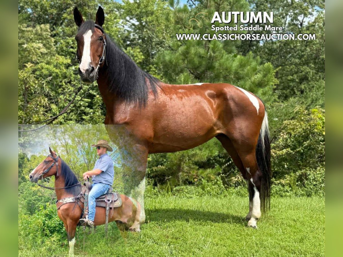 Spotted Saddle Horse Ruin 9 Jaar 152 cm Roodbruin in Whitley City, TN