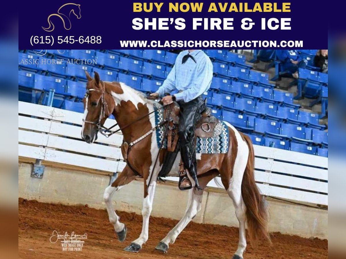 Spotted Saddle Horse Stute 3 Jahre 152 cm Rotfuchs in Frankewing, TN