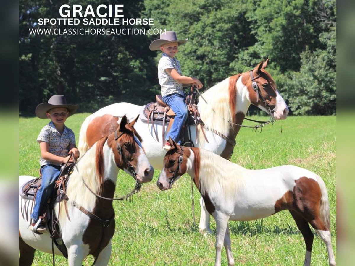 Spotted Saddle Horse Stute 7 Jahre 132 cm Rotfuchs in Nancy