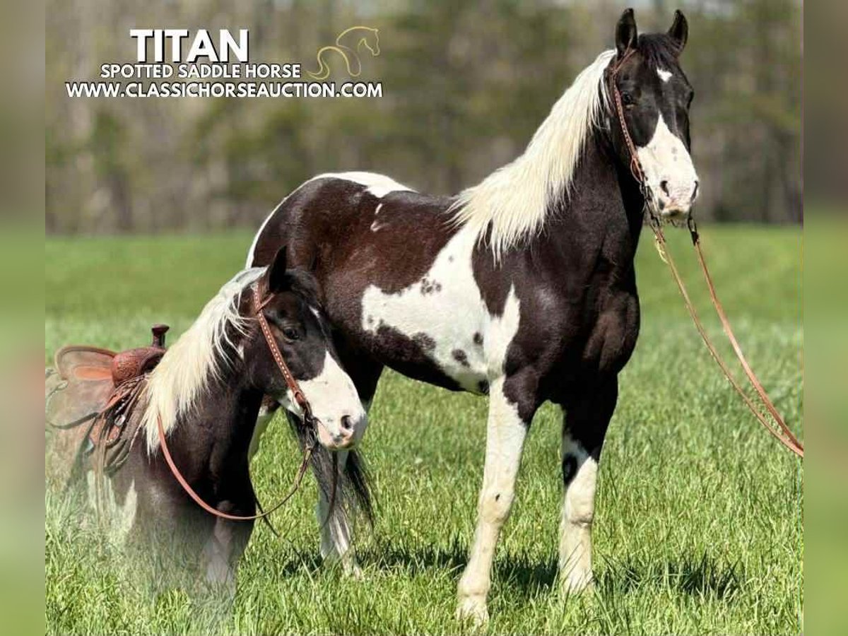 Spotted Saddle Horse Wałach 5 lat 143 cm Tobiano wszelkich maści in Whitley City, KY