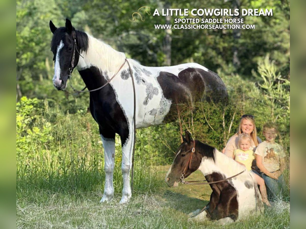 Spotted Saddle Horse Wałach 5 lat 152 cm Tobiano wszelkich maści in Parkers Lake, KY