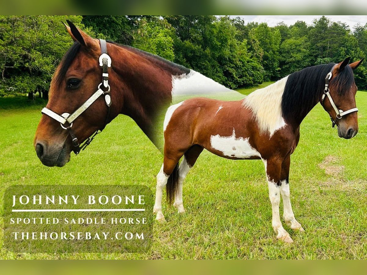 Spotted Saddle Horse Wałach 9 lat 152 cm Tobiano wszelkich maści in Rockholds, KY