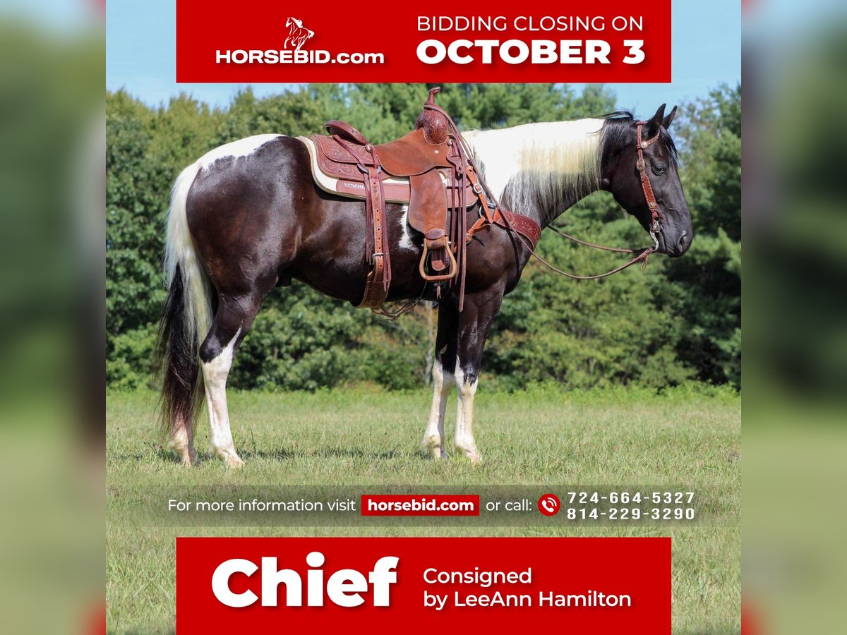 Spotted Saddle Horse Wałach 13 lat 152 cm in Bethlehem, PA