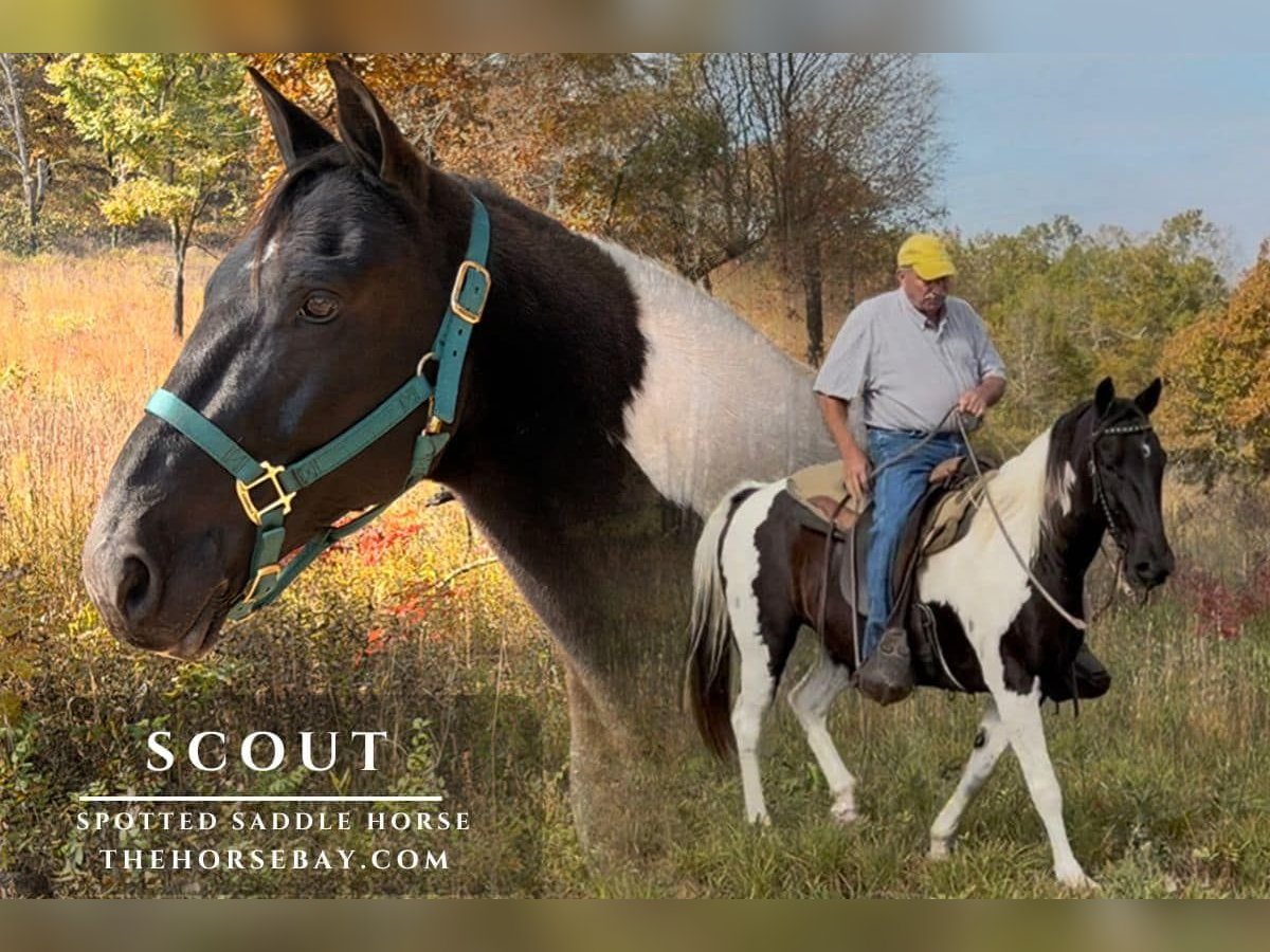 Spotted Saddle Horse Wallach 10 Jahre 147 cm Tobiano-alle-Farben in Paron, AR