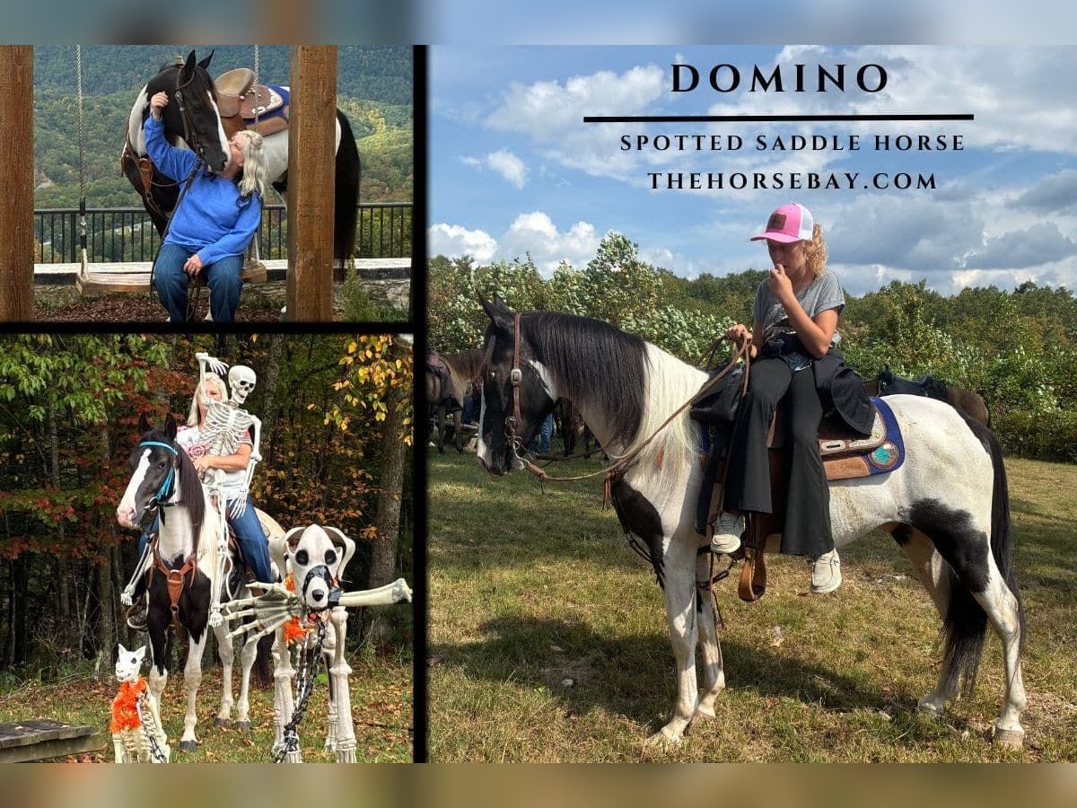 Spotted Saddle Horse Wallach 3 Jahre 145 cm Tobiano-alle-Farben in Princeton, NC
