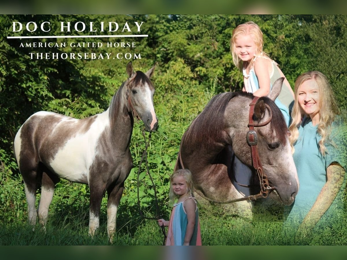 Spotted Saddle Horse Wallach 3 Jahre 147 cm Schimmel in Rockholds, KY