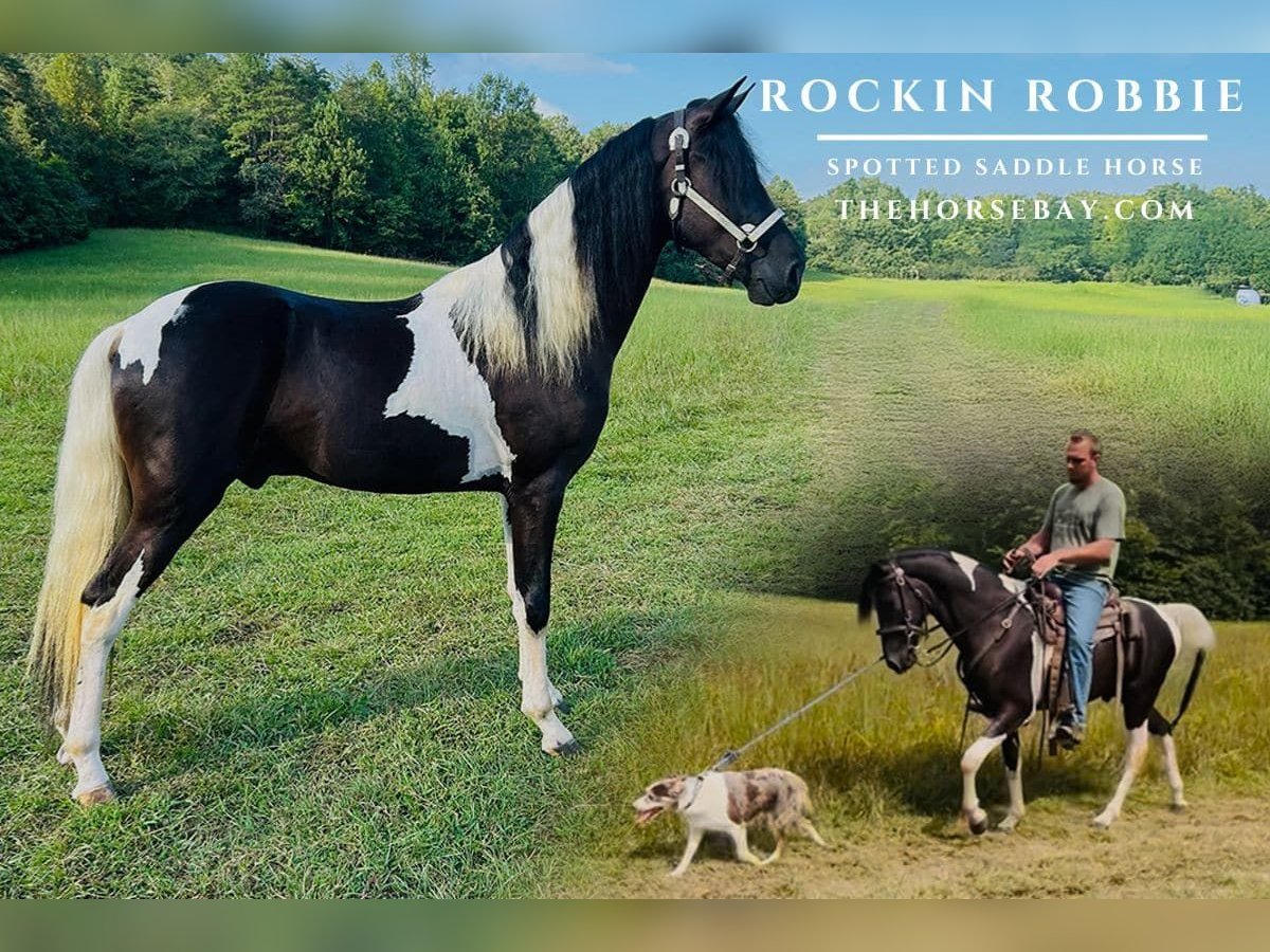 Spotted Saddle Horse Wallach 3 Jahre 150 cm Tobiano-alle-Farben in Rockholds, KY