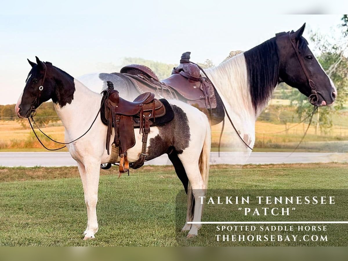 Spotted Saddle Horse Wallach 9 Jahre 152 cm Tobiano-alle-Farben in Houston, MO