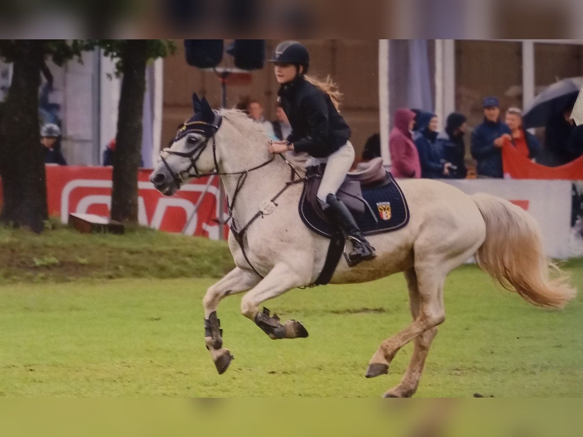 Springpony-, Pferd gesucht