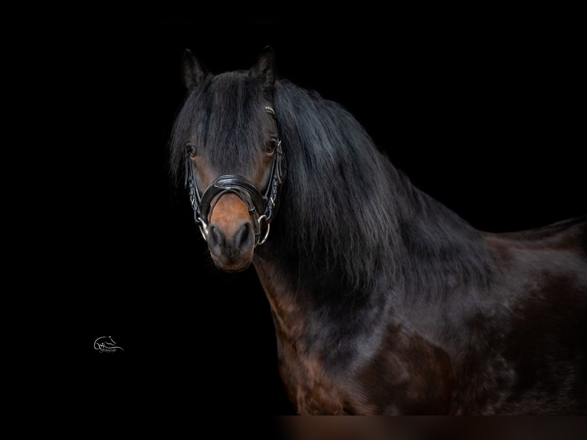 SPRINGWATER BEAUFORT Dartmoor Stallion Smoky-Black in Edewecht