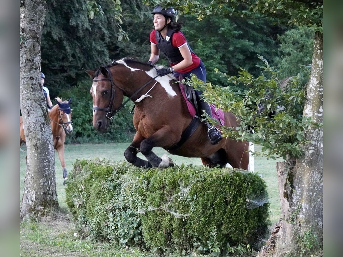 Stag Creek Mecate Caballo ""Curly"" Semental Tobiano-todas las-capas in Bern