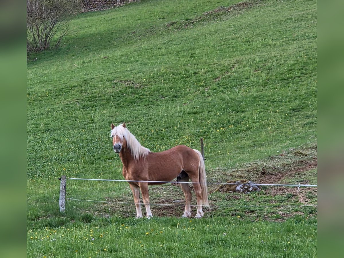 STENMARK Haflinger Hengst Vos in Steinen