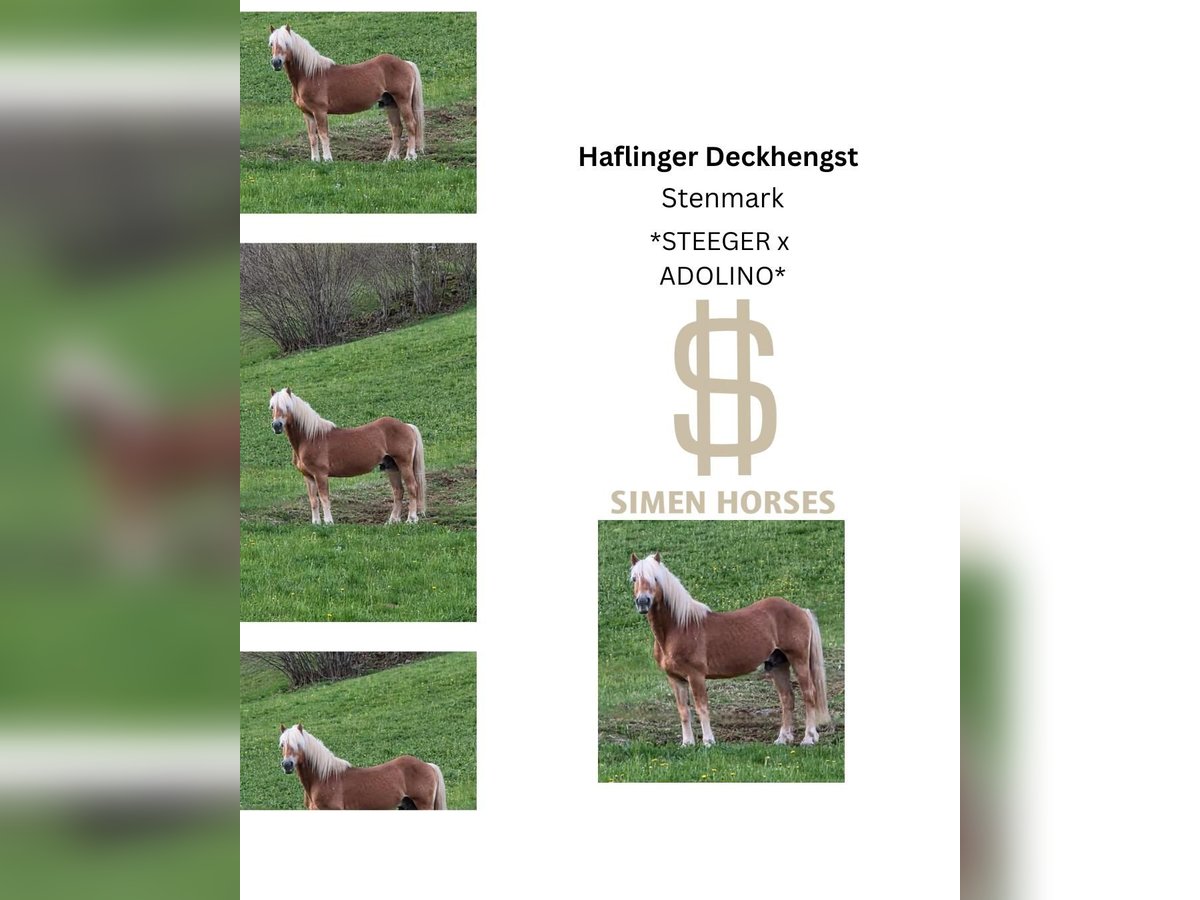 STENMARK Haflinger Stallion Chestnut-Red in Steinen