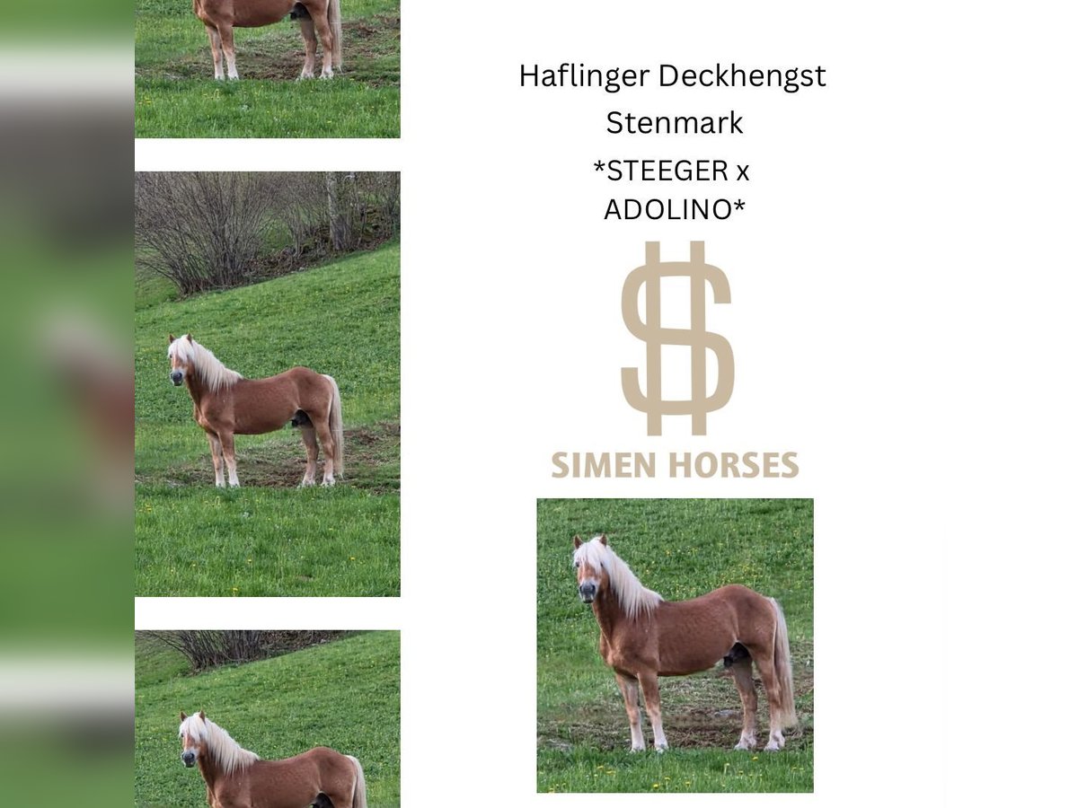 STENMARK Haflinger Stallion Chestnut-Red in Steinen