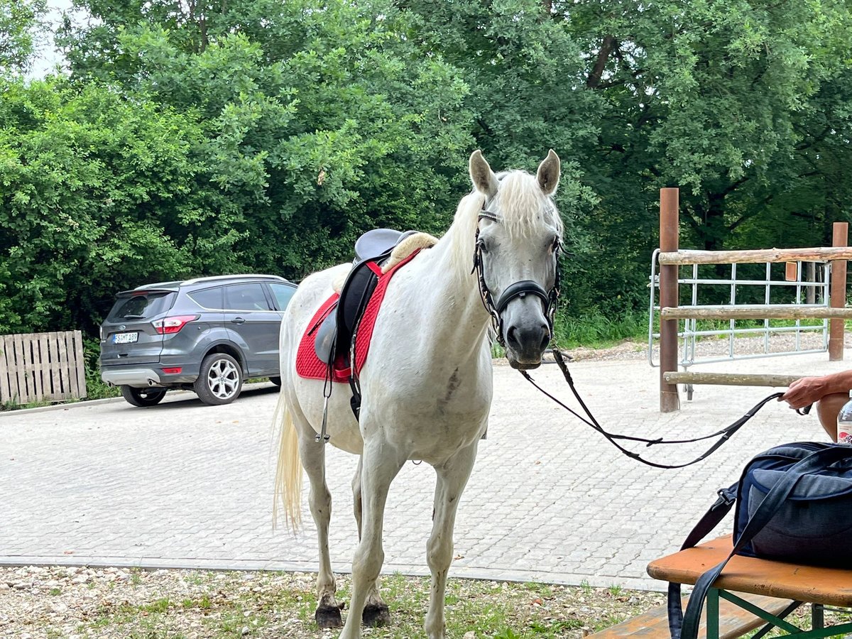 Straight Egyptian Gelding 11 years 15 hh Grey in Zeitlarn