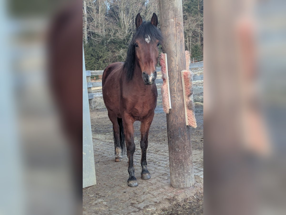 Straight Egyptian Gelding 12 years 14 hh Brown in Breitenberg