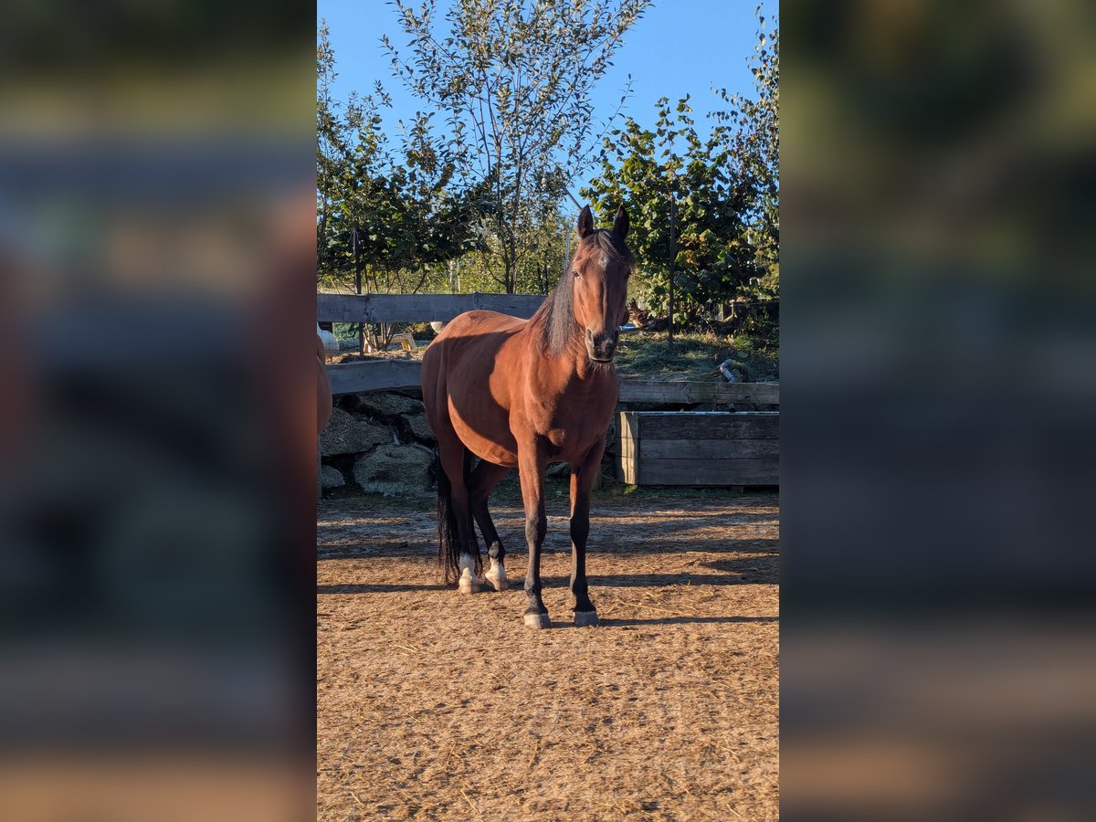 Straight Egyptian Gelding 12 years 14 hh Brown in Breitenberg