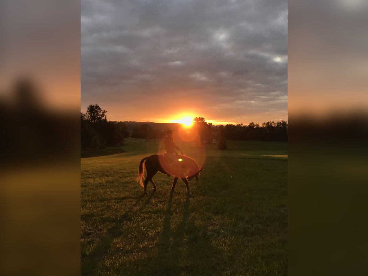 Straight Egyptian Mix Gelding 12 years 14,2 hh Chestnut-Red in Leutkirch im Allg&#xE4;u