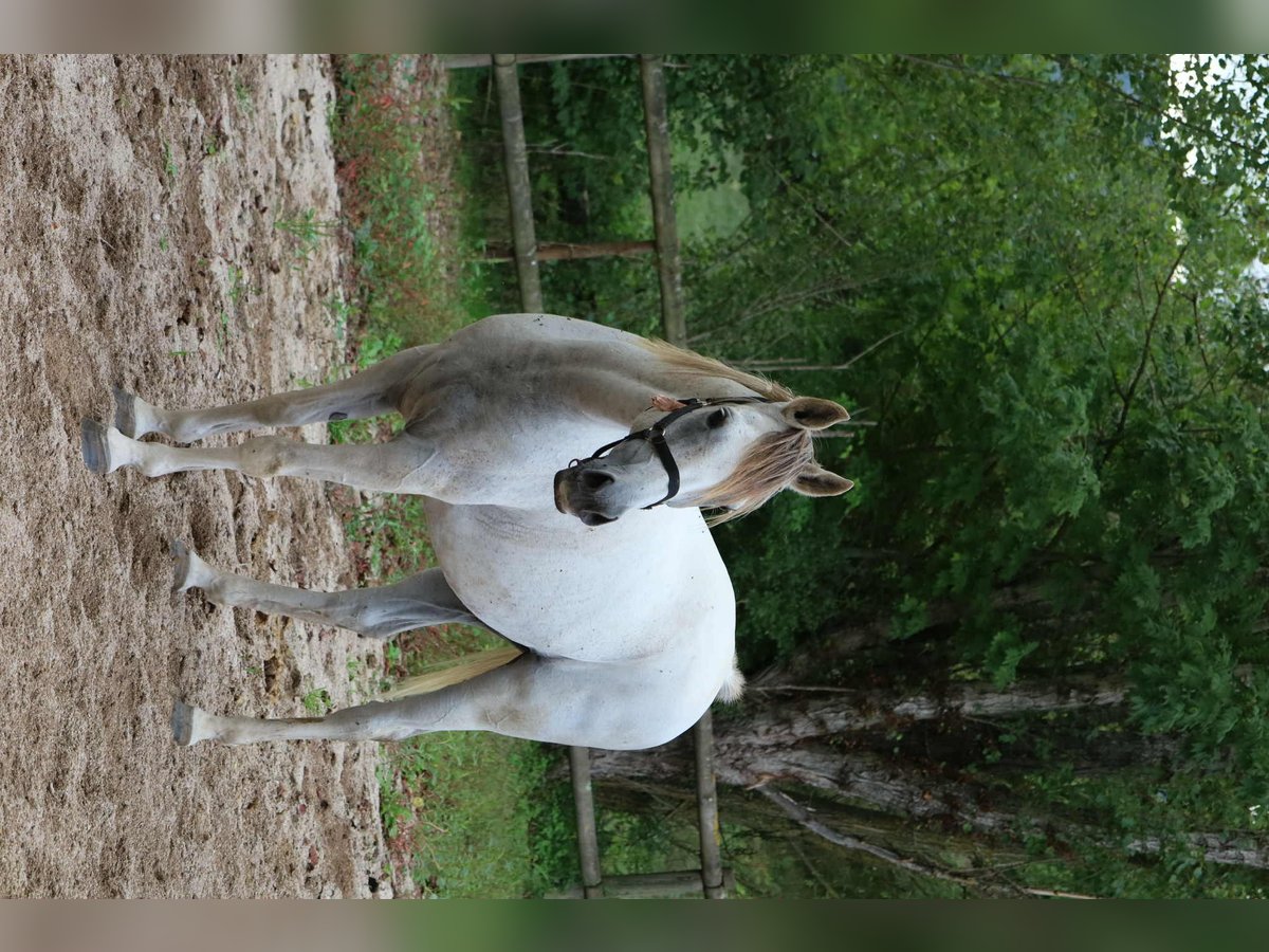Straight Egyptian Gelding 13 years 14,3 hh Grey in Clairvaux-d&#x27;Aveyron