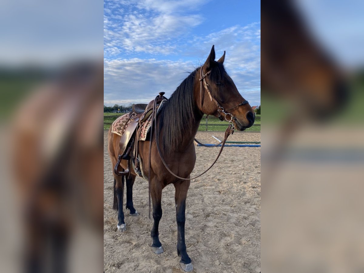 Straight Egyptian Gelding 13 years 15 hh Brown in Graben