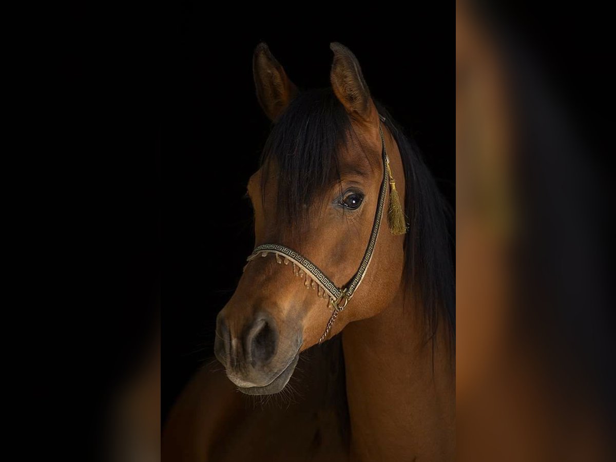 Straight Egyptian Gelding 14 years 15,1 hh Brown in Sankt Goar