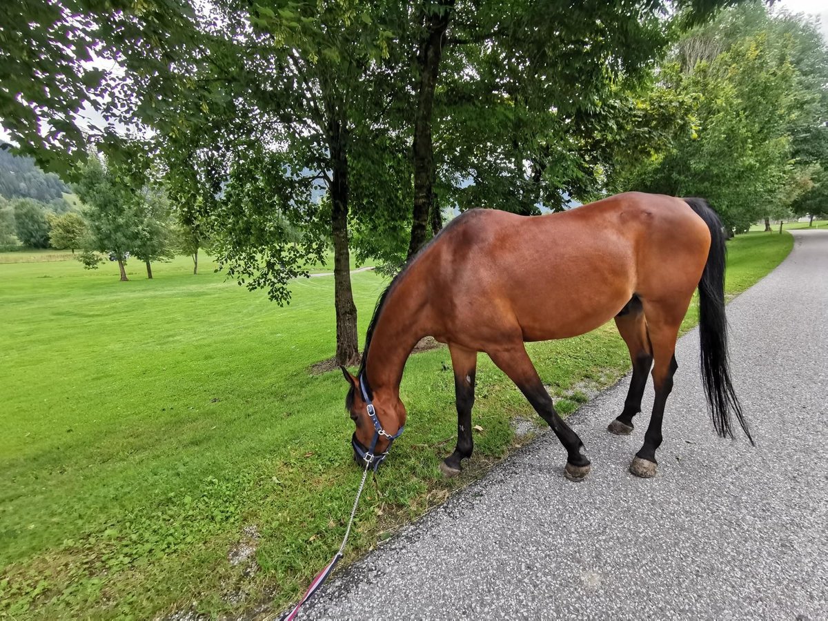 Straight Egyptian Gelding 16 years 15 hh Brown in Schladming