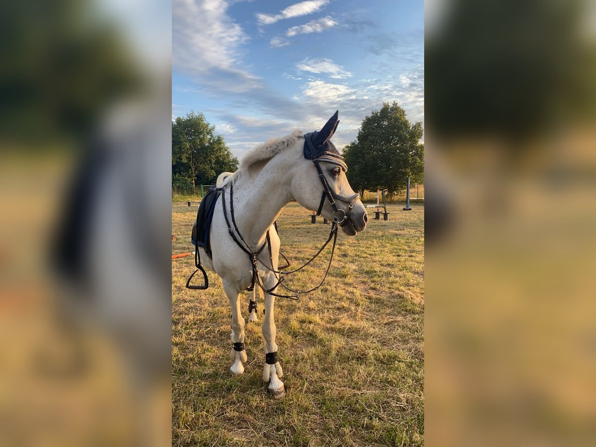 Straight Egyptian Gelding 21 years Gray in Gera