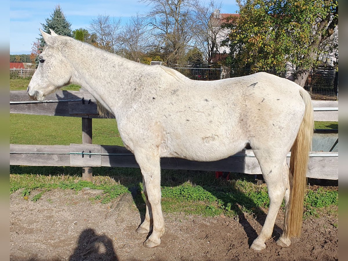 Straight Egyptian Gelding 25 years in Pöttmes Straight Egyptian Gelding 25 years in Pöttmes