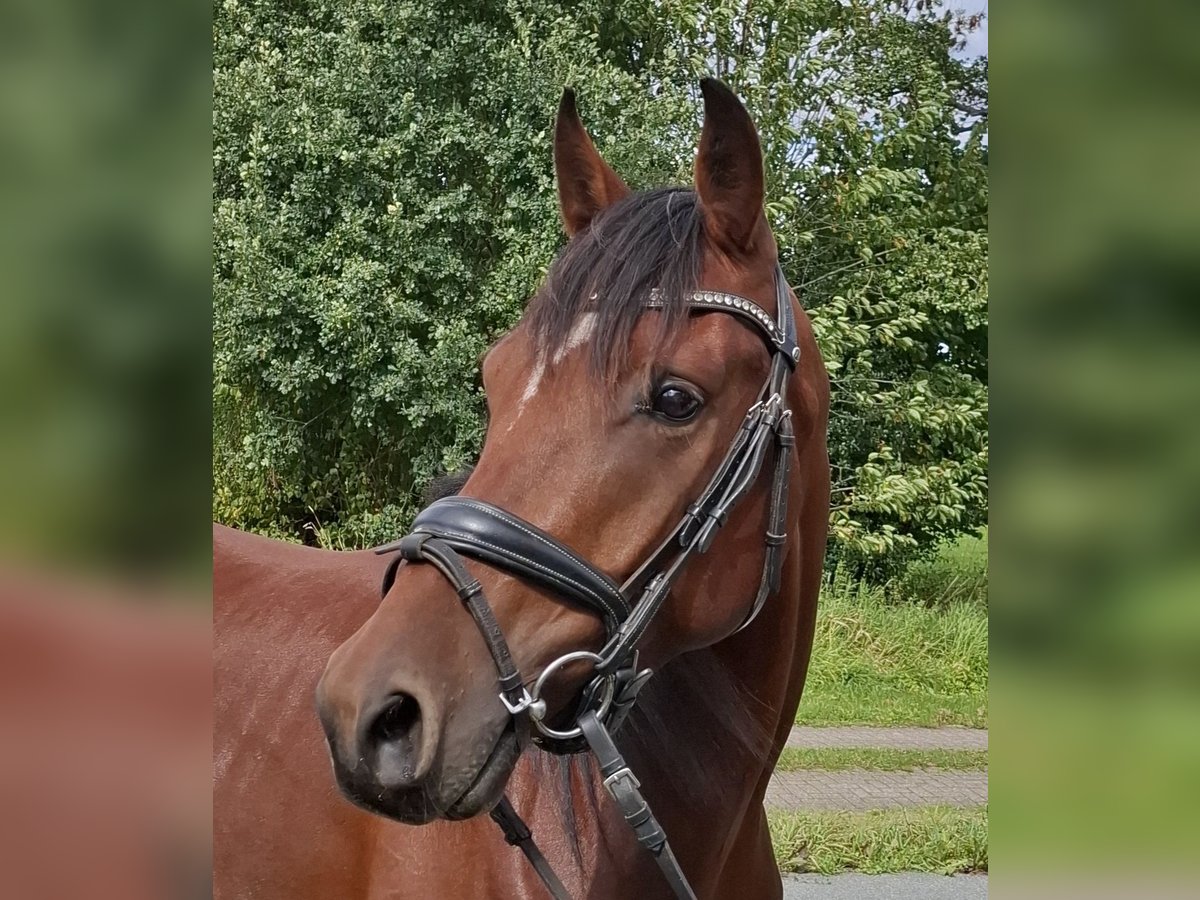 Straight Egyptian Gelding 4 years 15 hh Brown in Putten