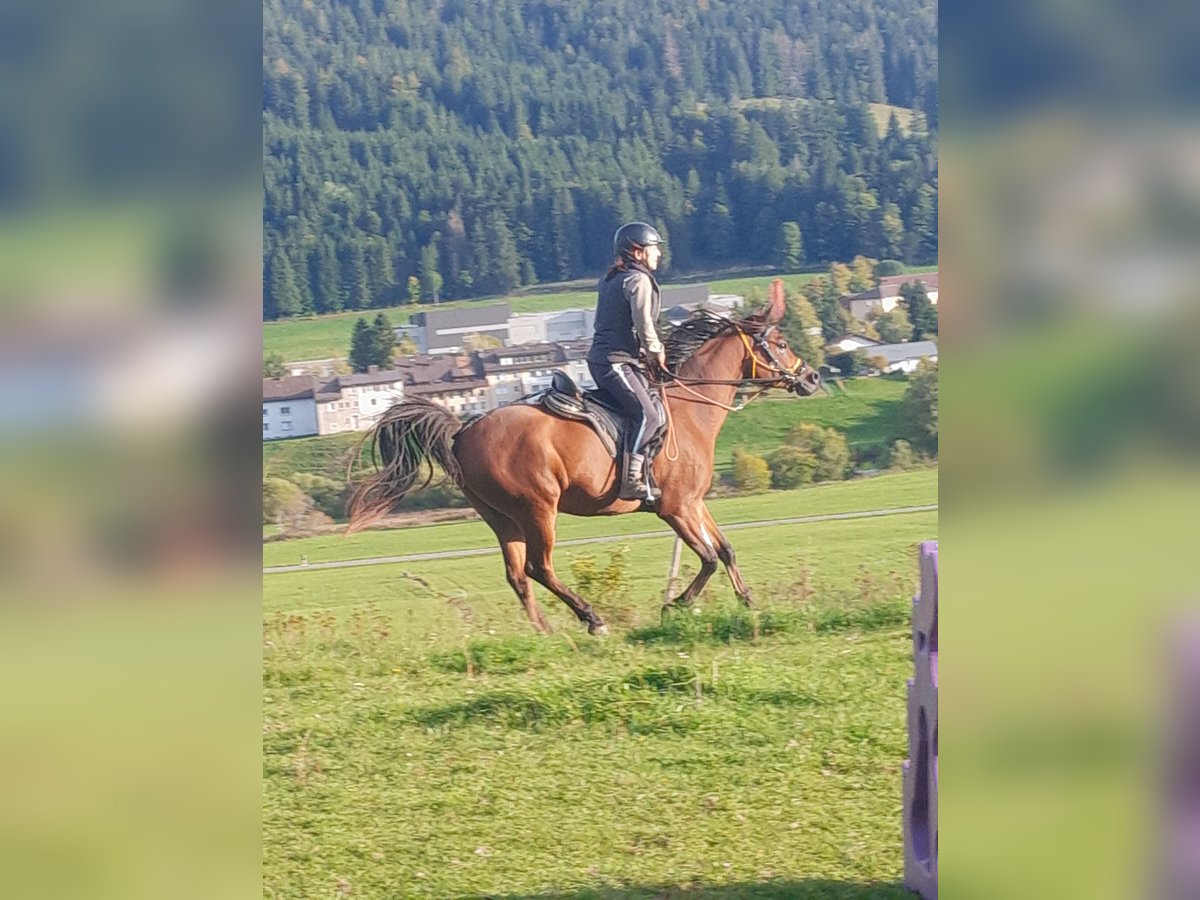 Straight Egyptian Gelding 5 years 15,1 hh Brown in le Brassus