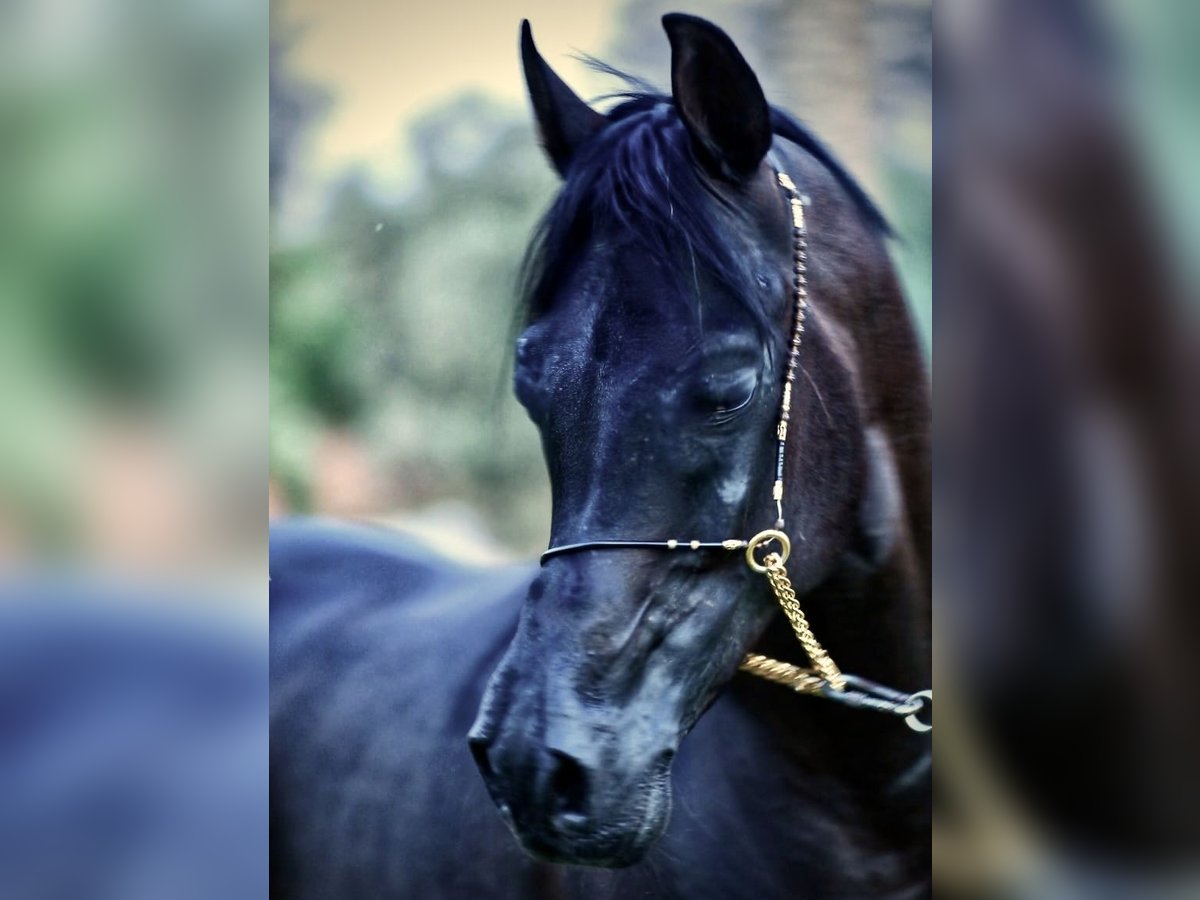 Straight Egyptian Gelding 7 years 15,1 hh Black in Giza