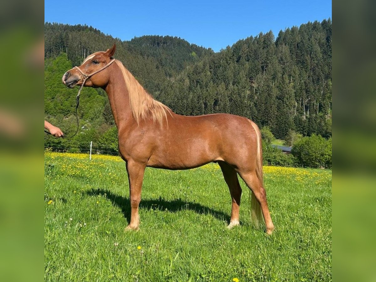 Straight Egyptian Gelding 7 years 15 hh Chestnut-Red in Zell am Harmersbach
