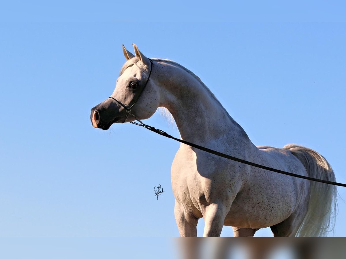 Straight Egyptian Hingst 12 år 155 cm Grå in Freudenberg