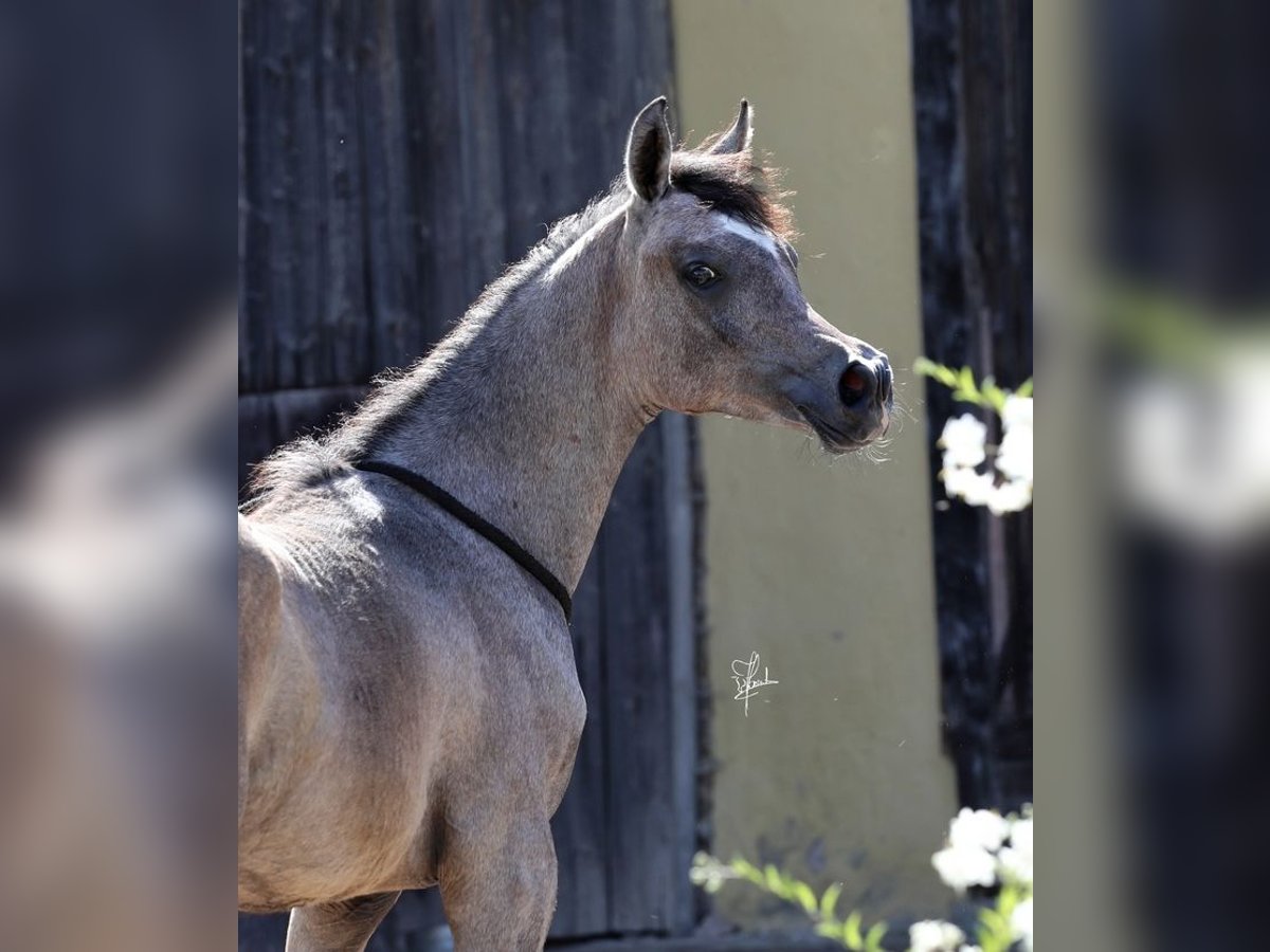 Straight Egyptian Hingst 2 år 155 cm Grå in Wassertrüdingen